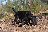 JAGDTERRIER ALLEMAND 053
